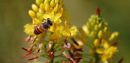 Uwaga! Powiatowy Lekarz Weterynarii informuje