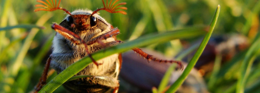 Zabiegi agrolotnicze