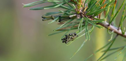 Zabiegi agrolotnicze zwalczające borecznika