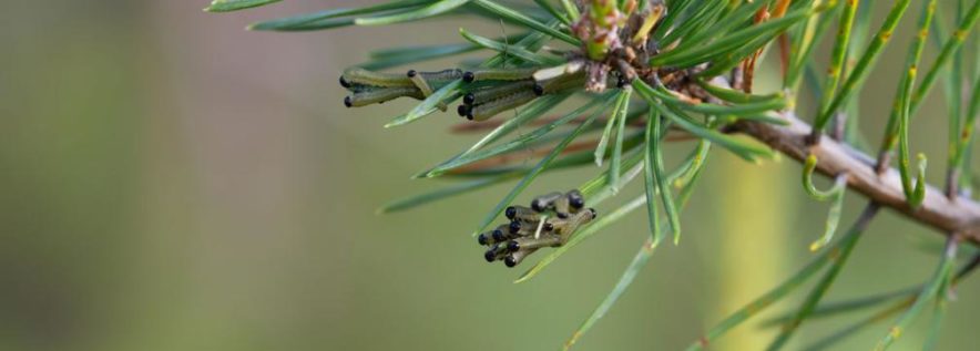 Zabiegi agrolotnicze zwalczające borecznika