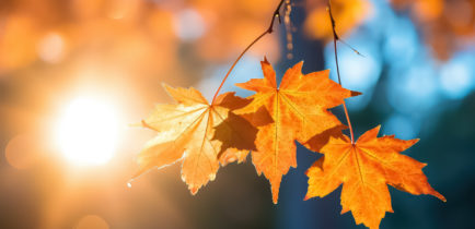 Drzewo w barwach jesieni – wystartuj w konkursie