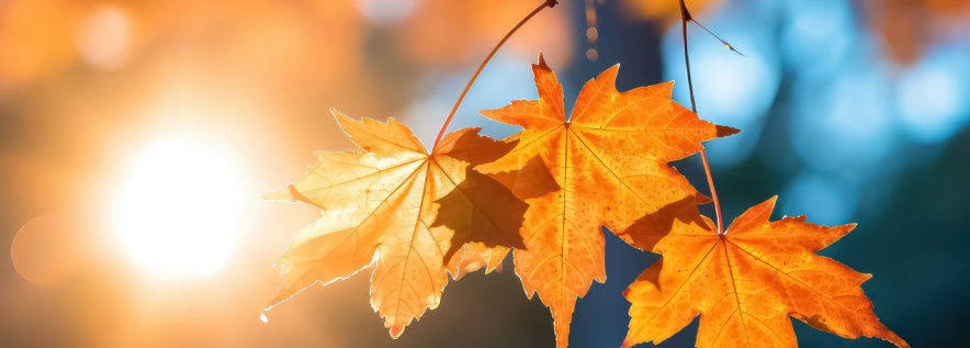 Drzewo w barwach jesieni – wystartuj w konkursie