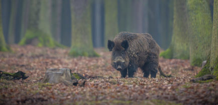 Aktualności - Uwaga! Wykonane zostanie ogrodzenie zapachowe na dziki