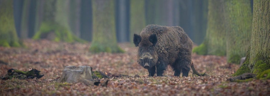 Uwaga! Wykonane zostanie ogrod